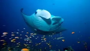 Peter Drost Cover Image